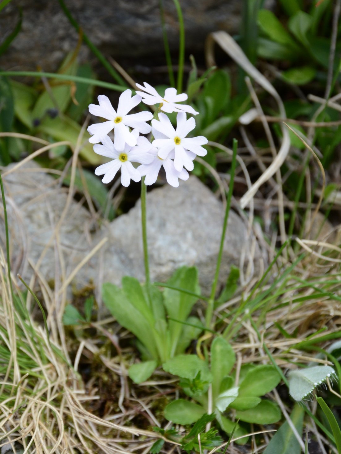 Primula farinosa bianca